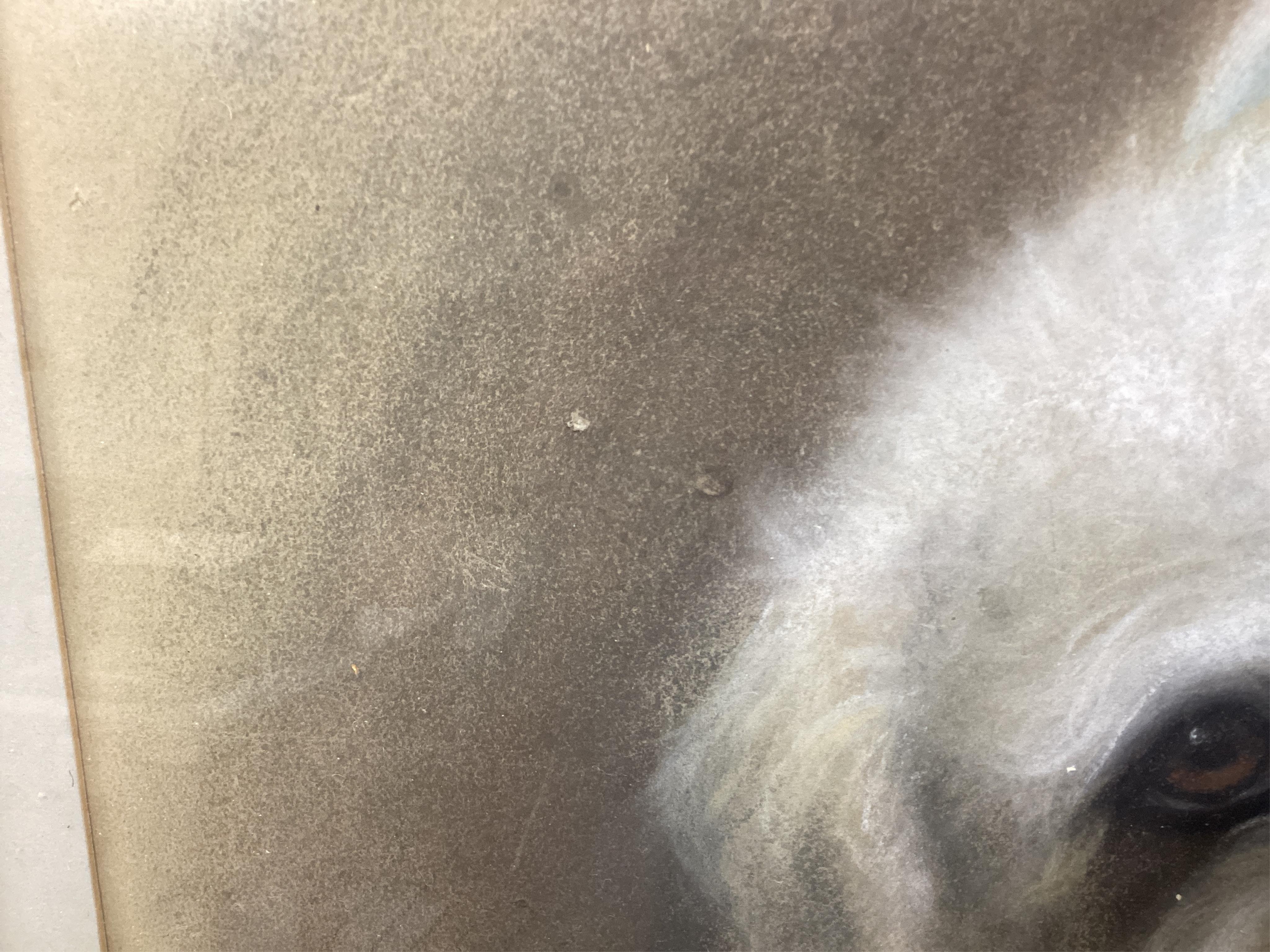 Ernest H Mills, Art Deco heightened chalk, Study of a dog, 'Rab', signed and dated 1932, 50 x 35cm. Condition - fair